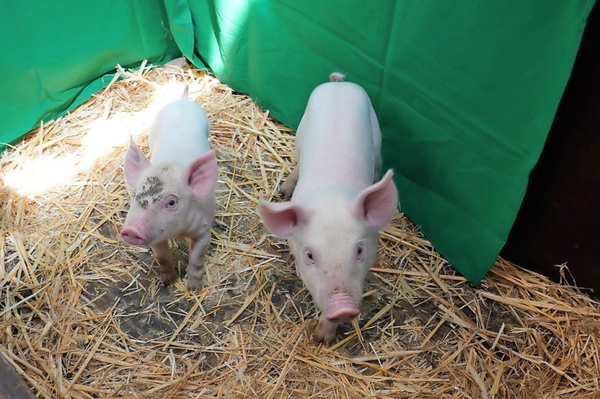 Transgenic pigs that will be used in the trials with virulent ASFv. - Photo: FLI