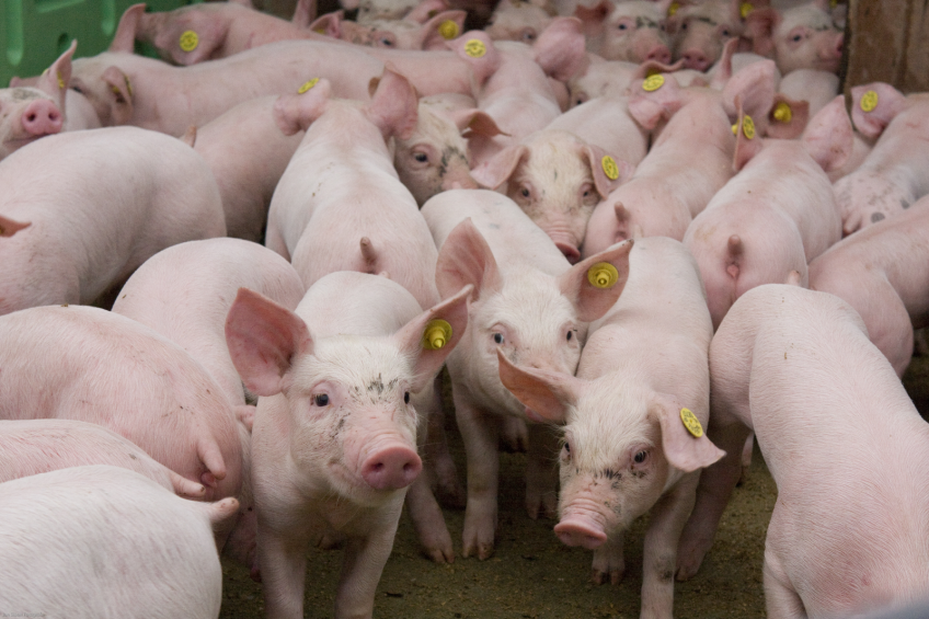 Kuban launches new pig farm in Russia