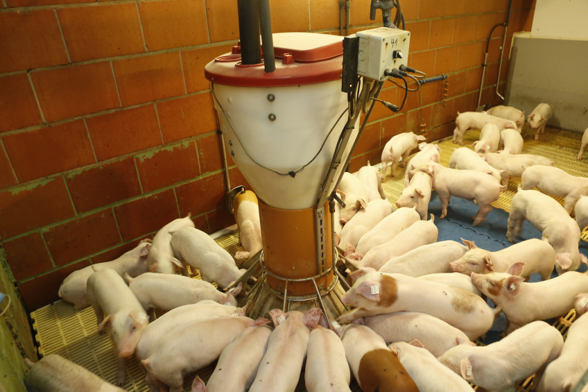 Lower-cost alternative protein source for pig diets