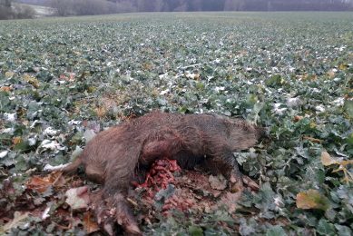 A dead wild boar in the Czech landscape in 2017. A possible ASF candidate   so it needs removing quickly. Photo: SVA