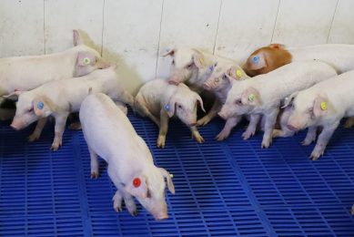 The health and welfare of weaner pigs were found to be hardly affected by the removal of in-feed antibiotics. The pigs on this picture did not take part in these trials. Photo: Bert Jansen