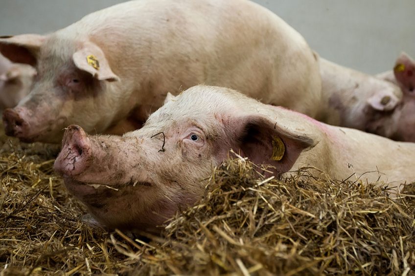 Good example of a high-welfare farm: Gestating sows in a straw-bedded environment. Photo: Ronald Hissink