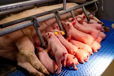 A highly productive sow with her piglets on a farm in the Netherlands. Photo: Ronald Hissink