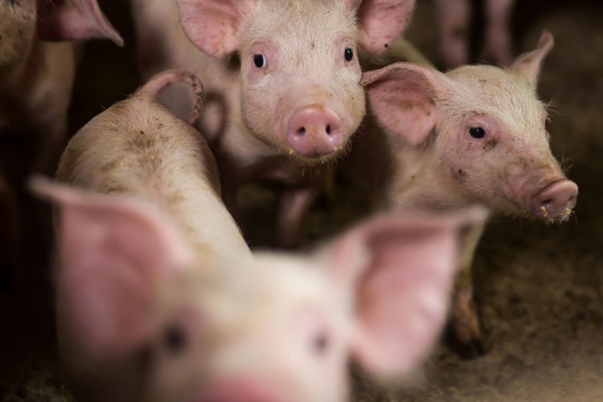 How acidifiers improve gut health in pigs - Pig Progress