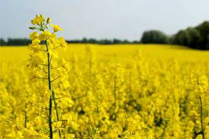 Study of pig diet looks at calcium in canola meal