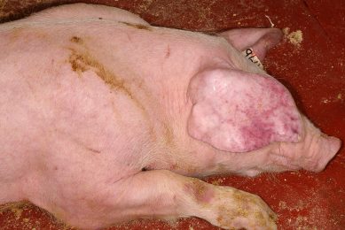 A pig that is affected by ASF - one of the characteristics is the occurrence of petechias. Photo: Lina Mur