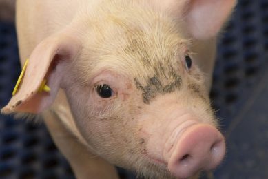 Does lyso-lecithin improve piglet growth? Photo: Koos Groenewold