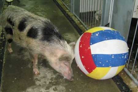 Happier times ahead for Lithuanian pigs
