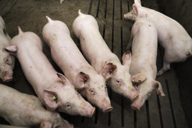 Future Farming Pigs: Join our seminar. Photo: Shutterstock