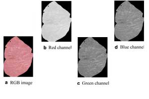 ROI (marked as non-black pixels) of pork sample at different channels. (For interpretation of the references to color in this figure legend, the reader is referred to the web version of this article.)