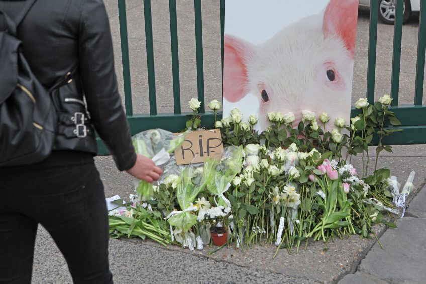 Pig welfare in the slaughterhouse. Photo: Fotostudio Atelier 68