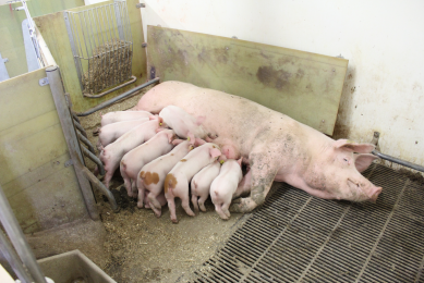 Sow suckling her piglets in the free farrowing facility at Larsen farm. The piglets are weaned at 32 days.
