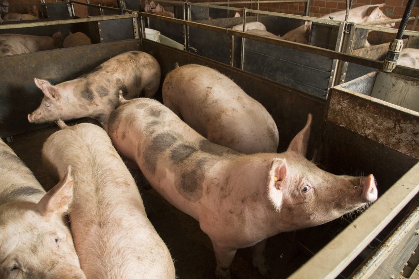 Research aimed at lowering feed conversion on pig farms. Photo: Koos Groenewold