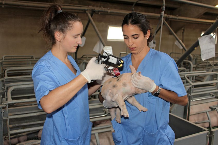 Laia Calderó Puig (left) and Cristina Sanmartín Ruíz vaccinating a piglet against PCV2. Note the yellow light in the vaccination device. Photo: Vincent ter Beek