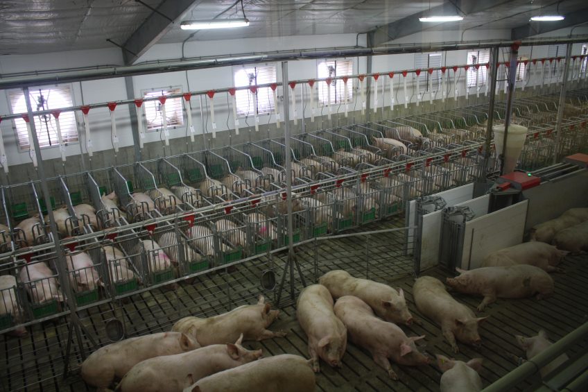 Gestating sows kept in large groups at Fair Oaks Farms, IN, United States. Photo: Vincent ter Beek