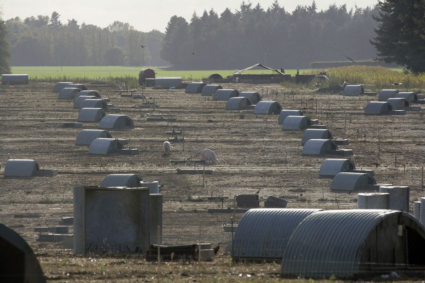 Little cabins in fields are characteristic for the UK s pig production. About 40% of the UK s sows are kept outdoors. - Photo: Henk Riswick