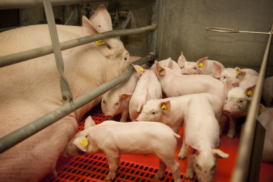 When sows have been protected well, their offspring have fewer challenges to fight. [Photo:  Bart Nijs]