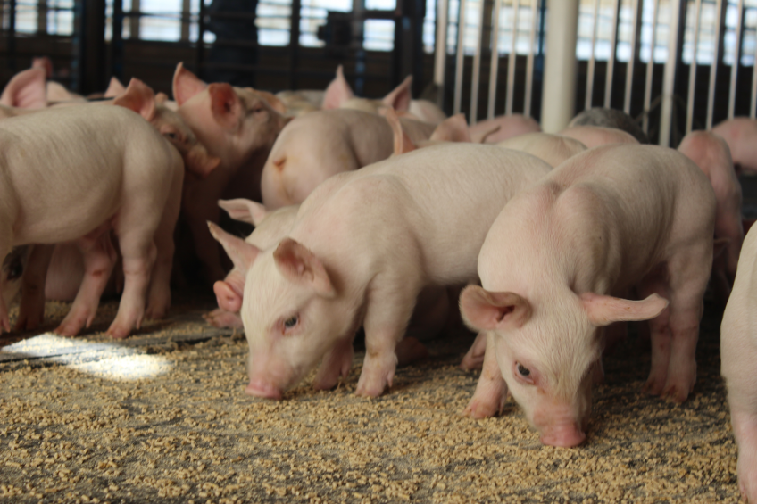 Nutritional and management solutions pre-weaning and through the weaning transition can help position pigs for long-term success through all phases. [Photo: Purina Animal Nutrition]