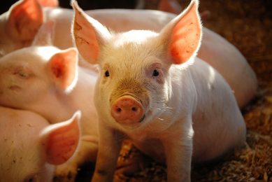 A sweetened feed is indeed more likely to be accepted by young animals. Photo: iStock