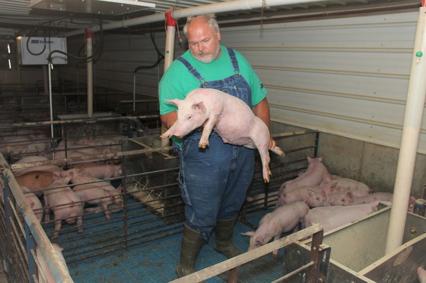 Brian Schwartz checking one of his weaner pigs. Photo: Vincent ter Beek