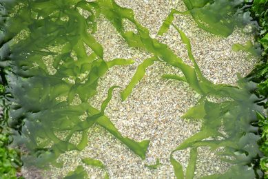 Ulva lactuca, also known as sea lettuce, is a good raw material for animal nutrition products. Photo: Dreamstime