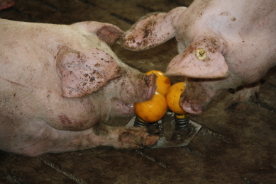 Three month old finishing pigs sniff at and nibble at the yellow rooting cones at Fangmann farm in Dinklage, Germany.