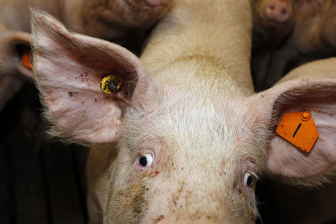 Friend or foe? Understanding pig aggression - Pig Progress