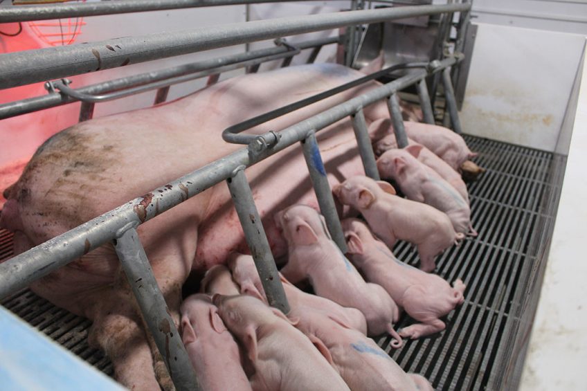 The growth of Russia s pig industry captured on camera with a healthy litter of piglets drinking milk on a farm in Lipetsk region. Photo: Vincent ter Beek