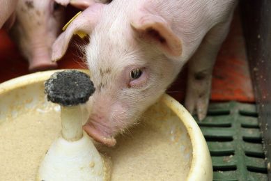 A young piglet consuming some creep feed. - Photo: Henk Riswick