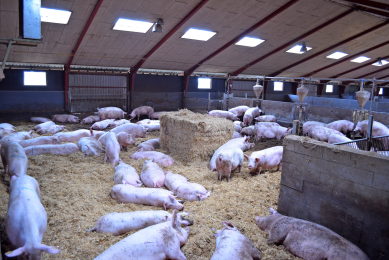 Tom Oestrup s sows have been loose housed since 1999.