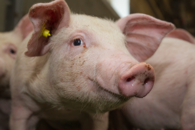EU changes copper levels for piglet feed. Photo: Peter Roek