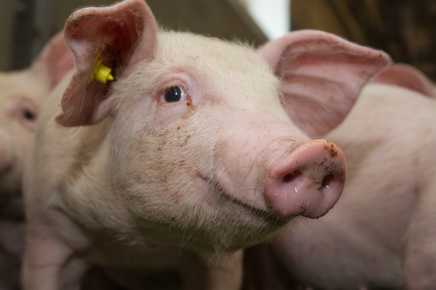 EU changes copper levels for piglet feed. Photo: Peter Roek