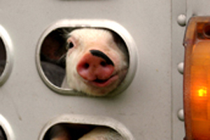 European Parliament: Limit time of animal transports