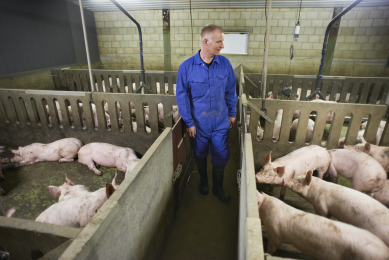 A pig farmer checks up on his finisher pigs, who are monitored by microphones hanging from the ceiling. [Photos; De Snuitgeverij]