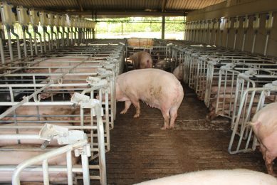 Brazil is moving closer to legislation demanding mandatory group housing for sows, like on this farm in Colombia.
