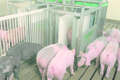 Feed efficient pigs deal better with stress