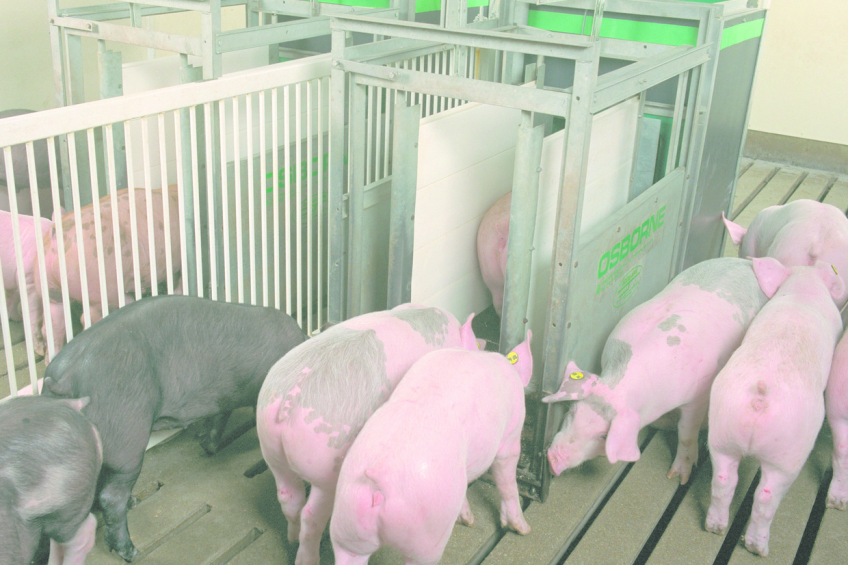 Feed efficient pigs deal better with stress