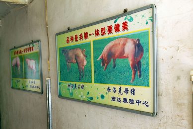 An instruction sign on a Chinese pig farm. Photo: Henk Riswick