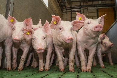 Piglets have a lower amino acid digestibility