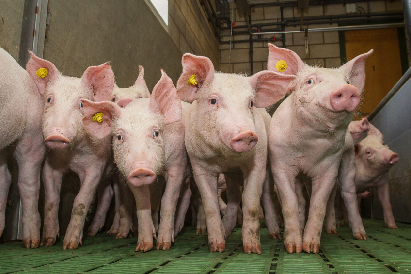 Piglets have a lower amino acid digestibility