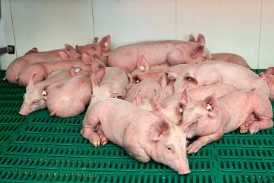 For piglets, the gut can be under stress as a result of weaning and E. coli infections.
