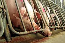 Canada: Major supermarkets - gestation crates banned