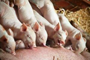 How much lysine in liquid diets for neonatal piglets?