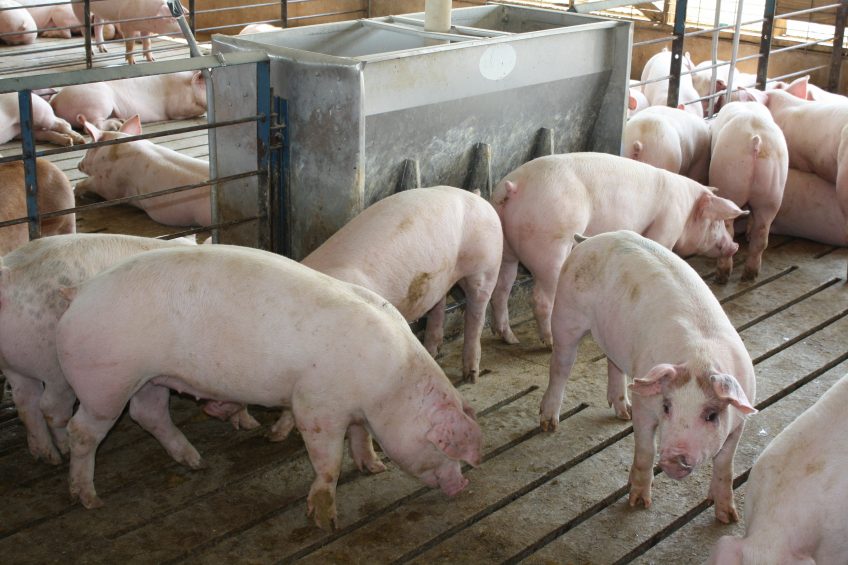 Where is fibre fermented in the pig digestive tract?