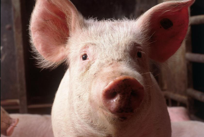 British pig farmers want levy used for marketing