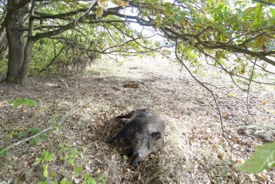 The first report of ASF in Czech Republic must have looked liked this case in Poland; in a wild boar. Photo: Iwana Markowska-Daniel