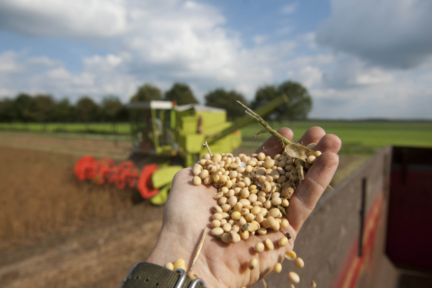 A handful of Dutch grown soybeans.<br />[Photo: Henk Riswick]