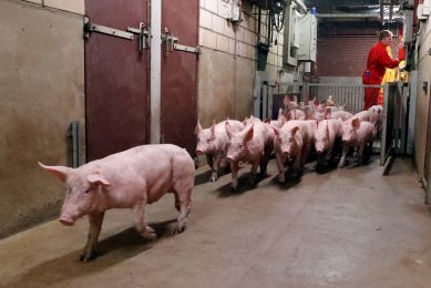 Moving pigs inside a barn can be a frustrating business in case the animals are recalcitrant. Photo: Bert Jansen