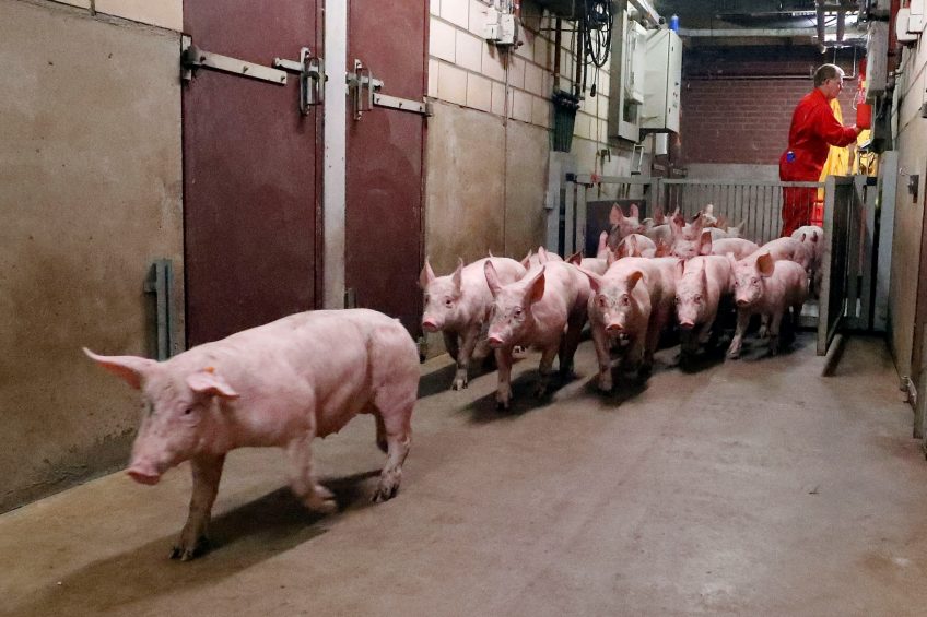 Moving pigs inside a barn can be a frustrating business in case the animals are recalcitrant. Photo: Bert Jansen