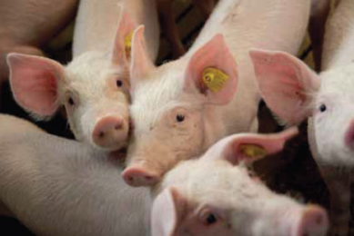 Phytogenics in sow feed:One more piglet weaned